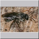 Stelis breviuscula - Duesterbiene m03 6mm.jpg